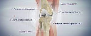 ACL Reconstruction Hamstring, India
