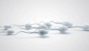 Micro Tese for Male Infertility