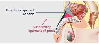Penile Lengthening Surgery