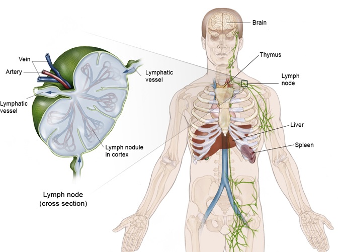 Hodgkin Disease Treatment