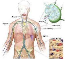 Non-Hodgkin Lymphoma (NHL) Treatment
